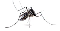 Prosegue la lotta alla zanzara con due ordinanze per la prevenzione della trasmissione di malattie